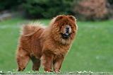 CHOW CHOW 757